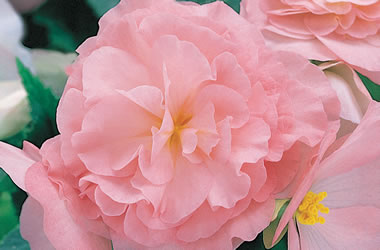 B. ‘Apple Blossom’